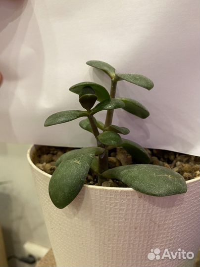 Денежное дерево толстянка алоэ крассула