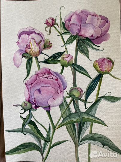 Картина Пионы акварель ботаника