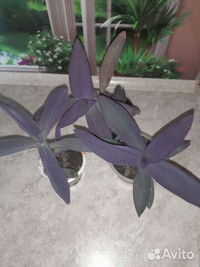 Комнатные цветы. Традесканция сеткреазия пурпурная