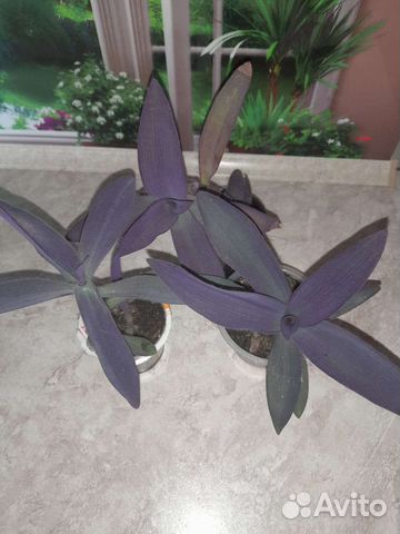 Комнатные цветы. Традесканция сеткреазия пурпурная