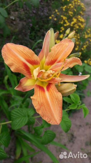 Лилии, лилейники