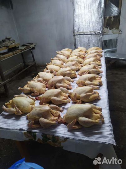 Куры бройлеры