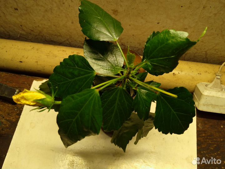 Гибискус,китайская роза. Оранжевая