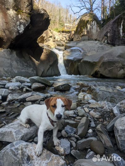 Джек Рассел девочка вязка