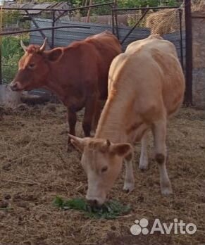 Бычки 2 шт