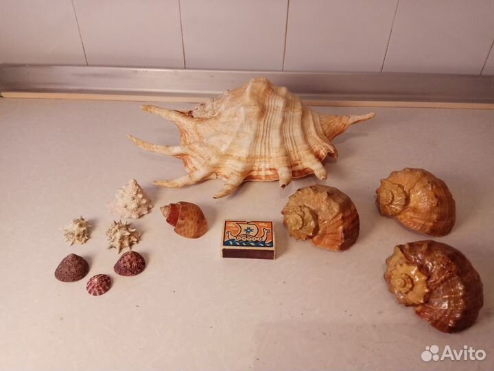 Коллекция ракушек, камней из дальних морей