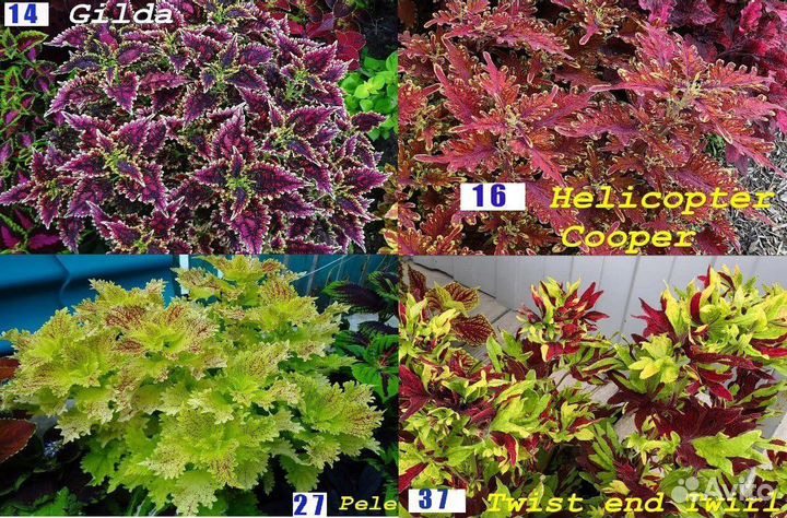 Колеусы вегетативные