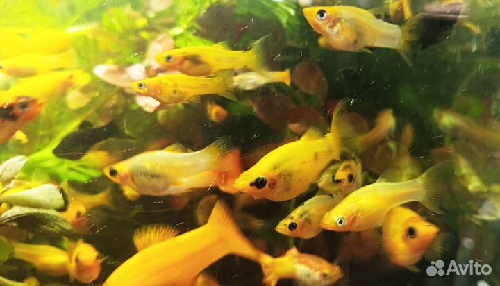 Желтые молинезии