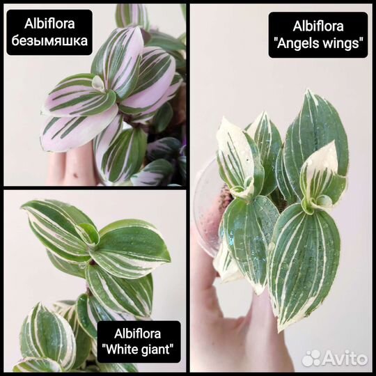 Традесканции сортовые