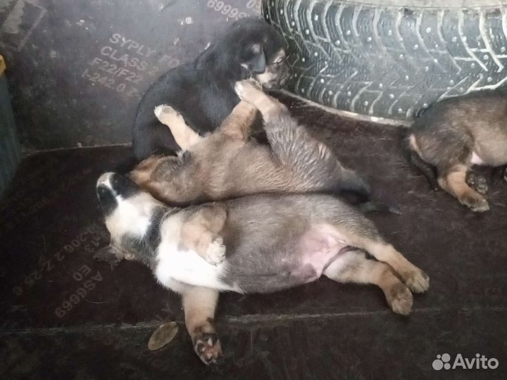 Щенок в добрые руки бесплатно дворняга