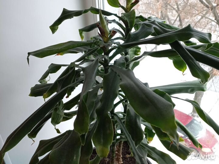 Драцена душистая