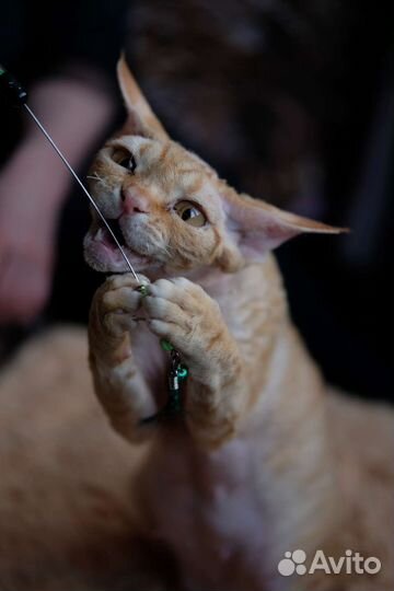 В разведение кошка или в любимцы