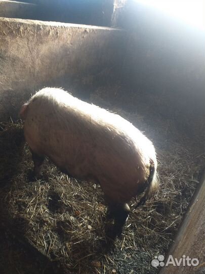 Хряк племянной