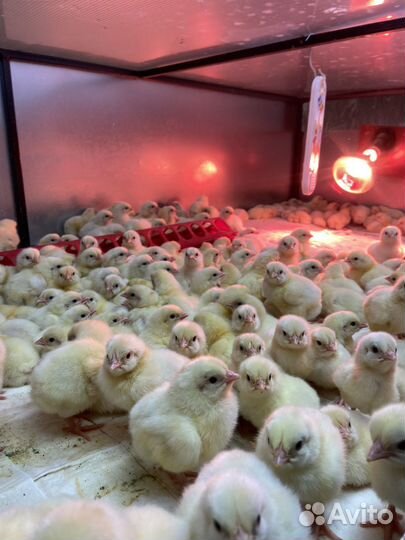 Бройлеры кобб 500 росс 308