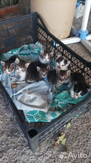 Котята в добрые руки