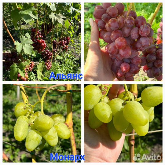 Черенки винограда