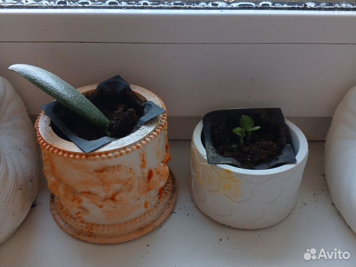 Толстянка и сомики