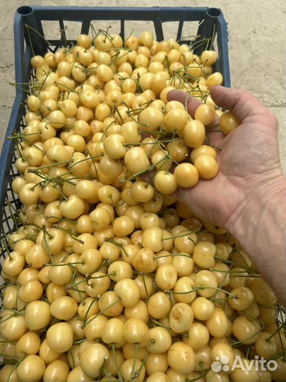 Абрикосы и черешня шпанка