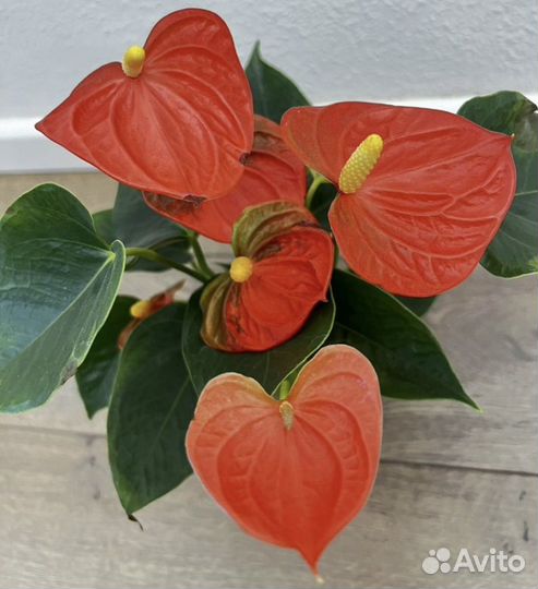 Антуриумы сортовые 7 видов