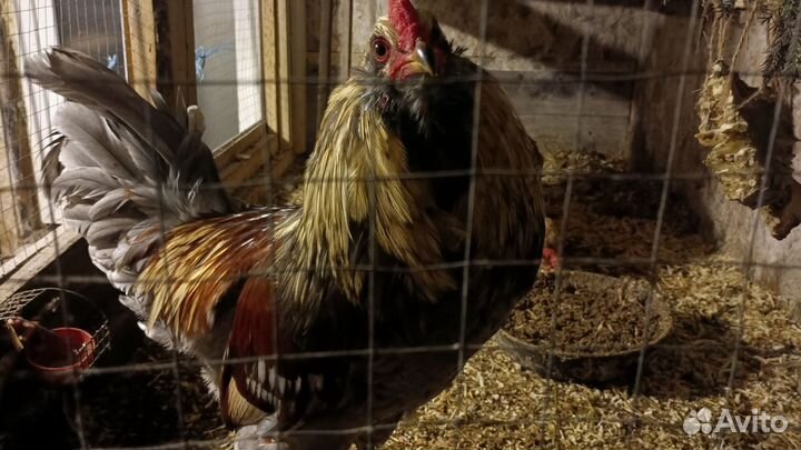 Петух амеракуана