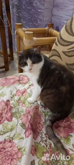 Стерилизованная кошечка 8 месяцев
