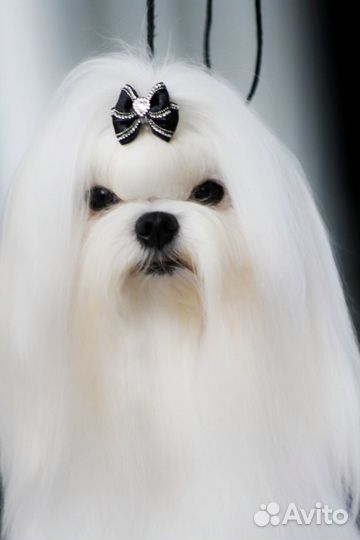 Мальчик мальтезе для вязки