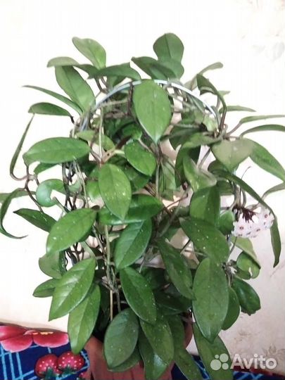 Хойя карноза