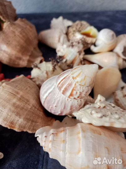 Ракушки и камни с черного моря