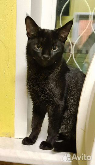 Чаузи ф1 кошка