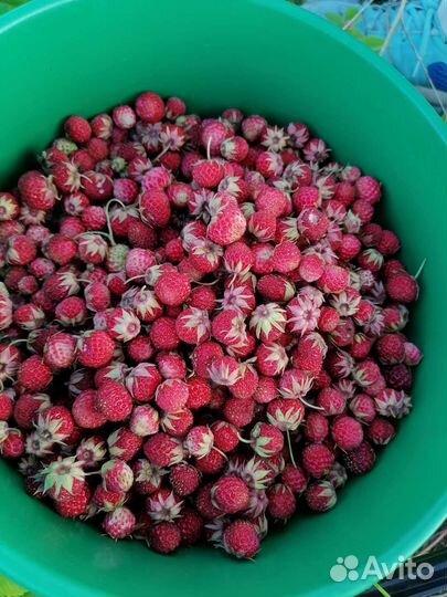 Земляника. Лесная клубника. Клубника. Виктория