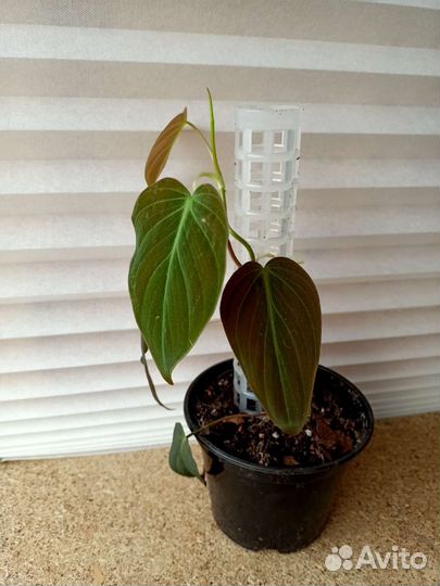 Филодендрон сканденс миканс