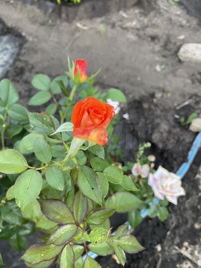 Дача 15 м² на участке 8 сот.