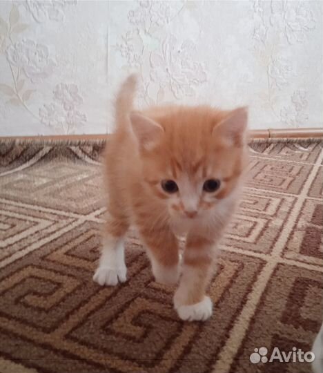 Отдам бесплатно