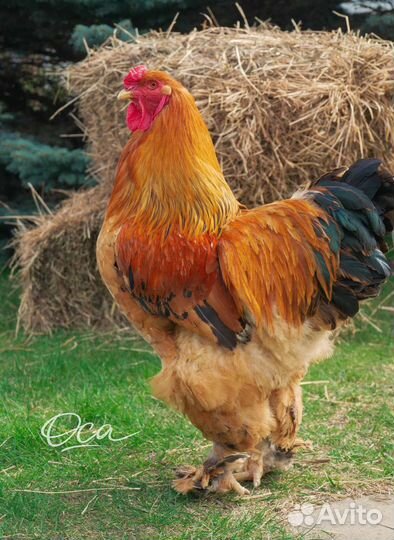 Куры, цыплята, яйцо инкубационное