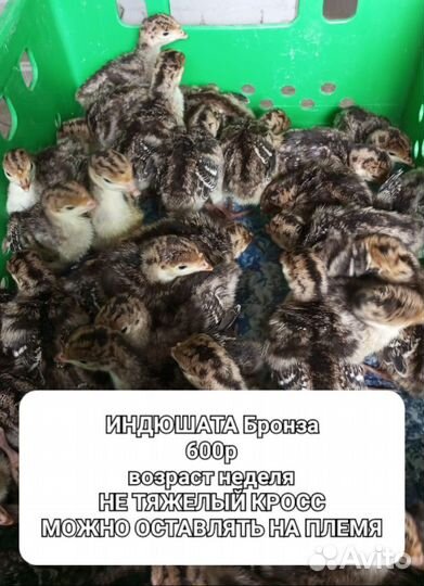 Продам индюшат