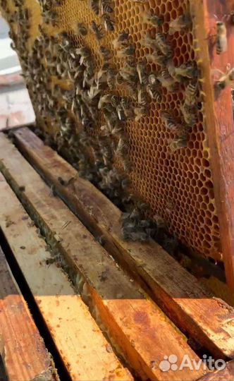Продам пчелосемьи