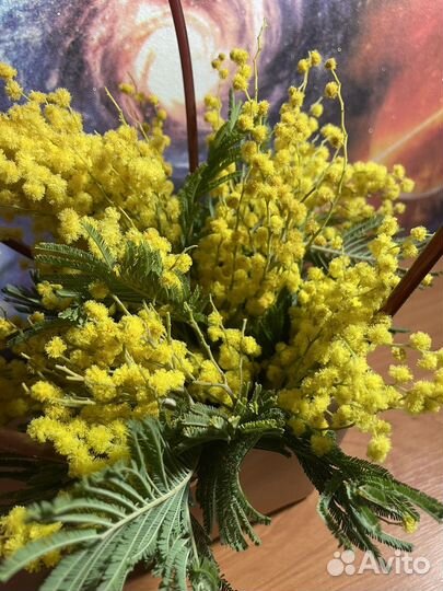 Мимоза в сумке к 8 марта