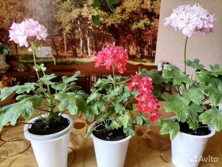 Пеларгония кактусовидная