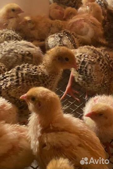 Селадон перепела