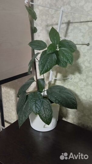 Клеродендрум