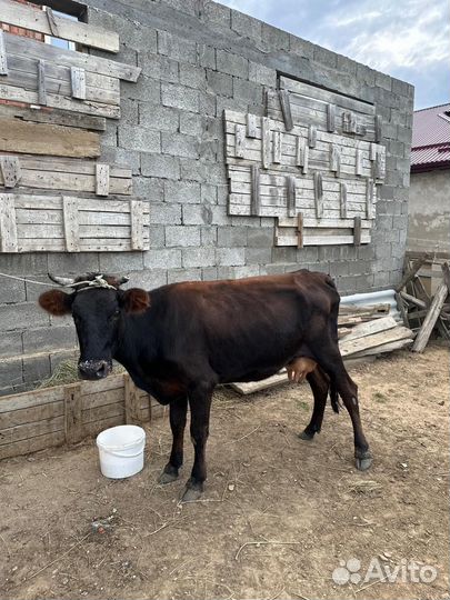 Телята телки