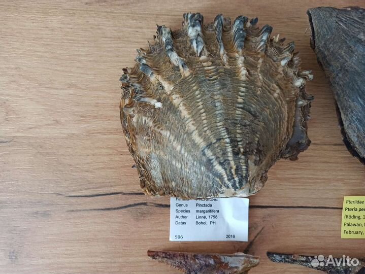 Морские раковины