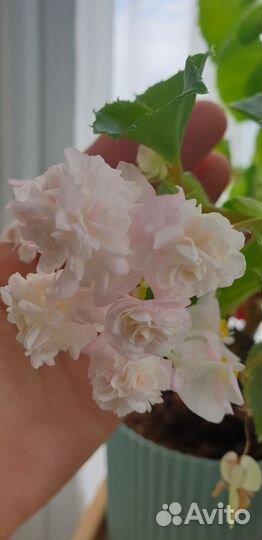 Бегония doublet pink