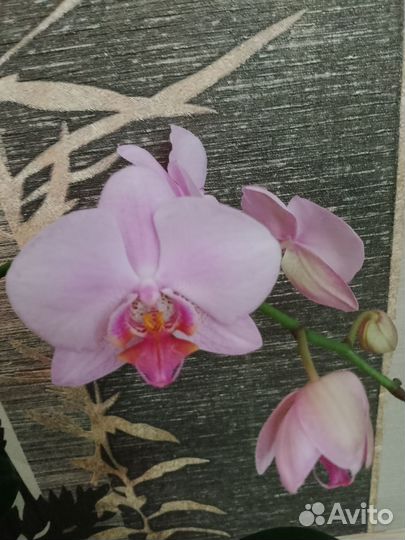 Орхидеи фаленопсис