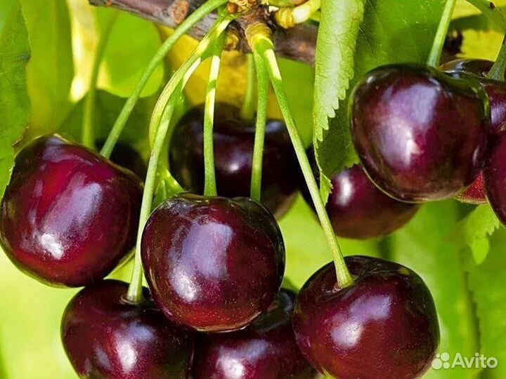 Саженцы морозостойкой черешни Талисман