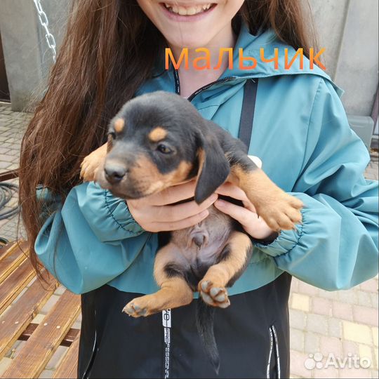 Собачка в добрые руки