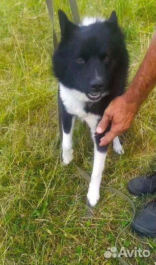 Молодой кобелек(лайка)