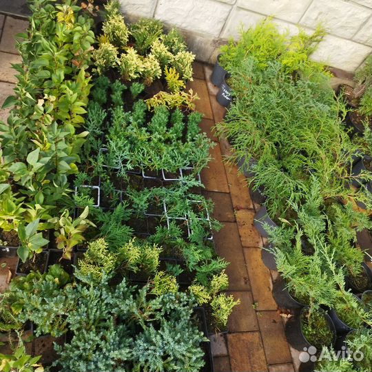 Можжевельник,туи, кипарисовик