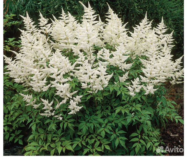 Астильба, многолетник для сада