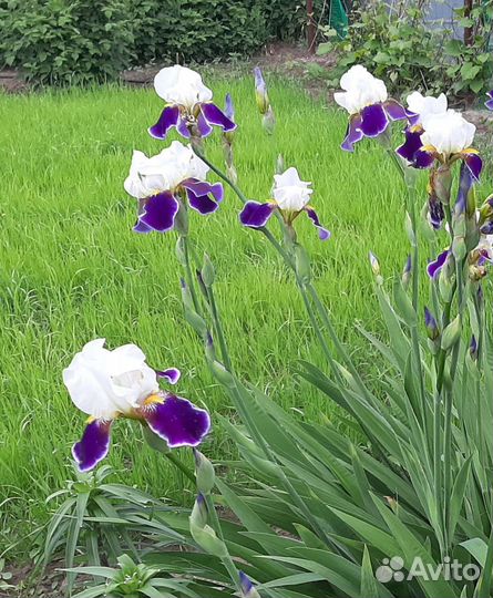 Ирисы сортовые